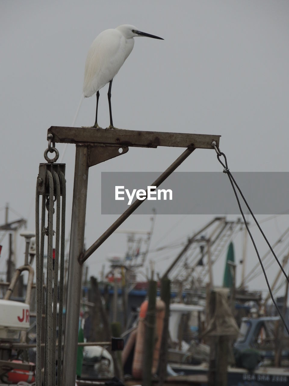 Egret perching on metal against sky