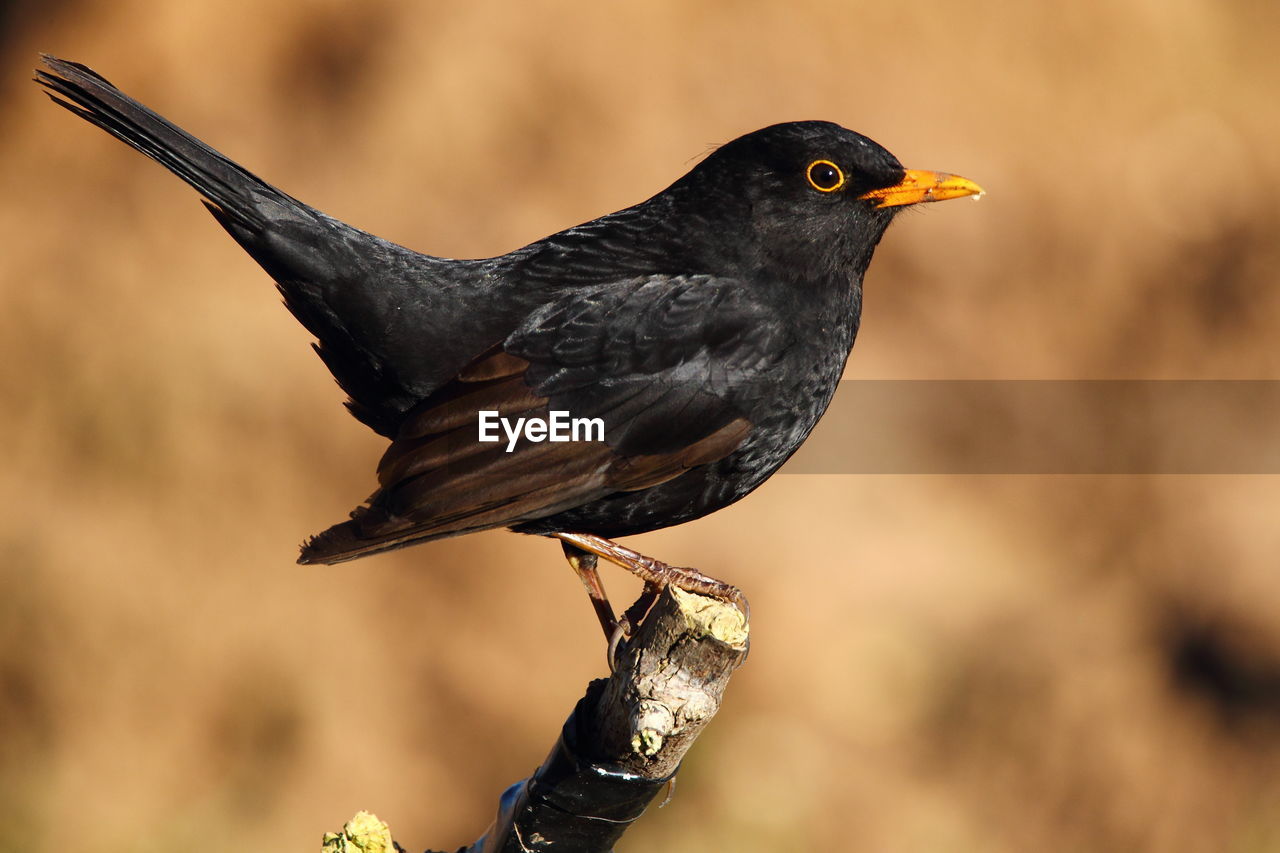 CLOSE-UP OF BIRD PERCHING ON STEM