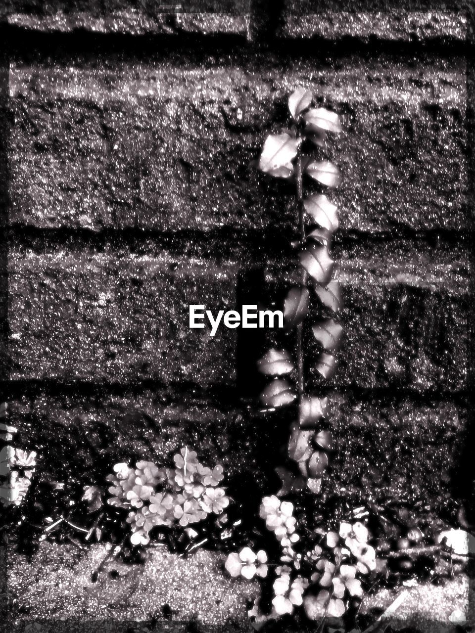 CLOSE-UP OF PLANTS IN THE DARK