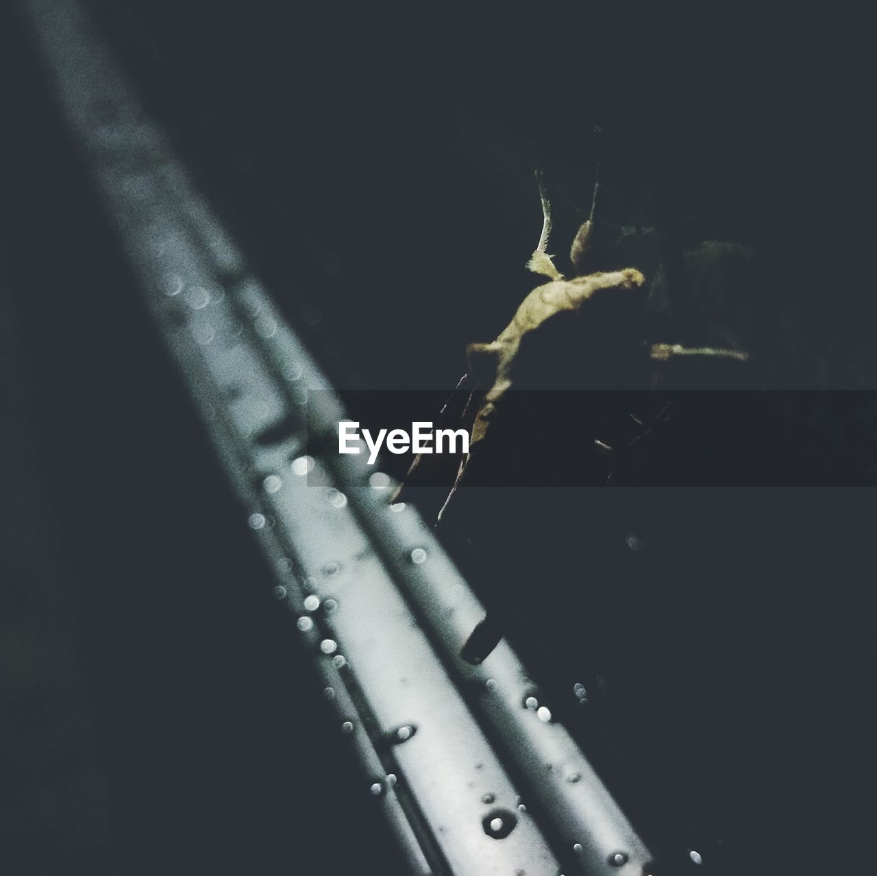 High angle view of grasshopper on car at night