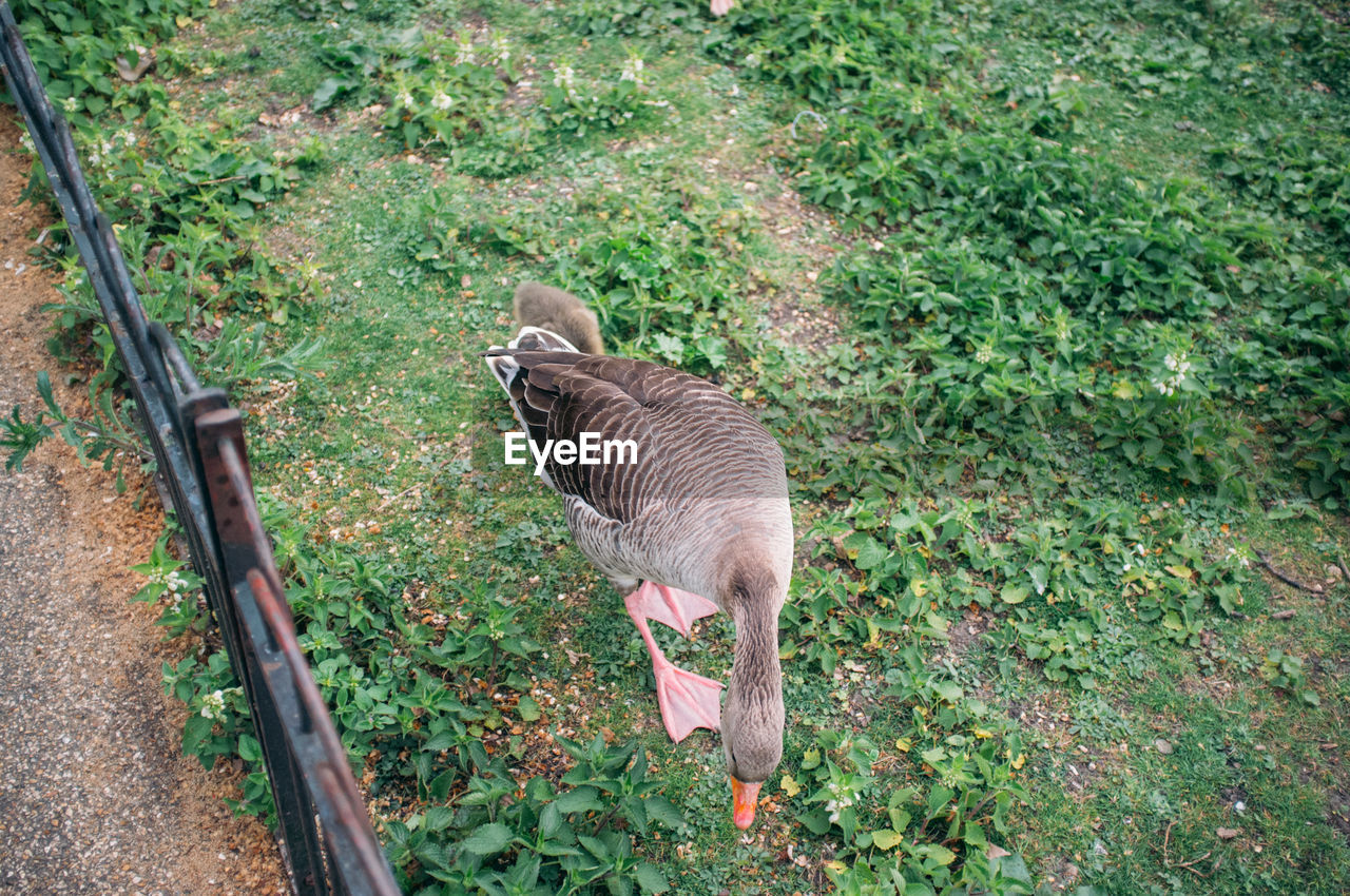 VIEW OF AN ANIMAL ON FIELD