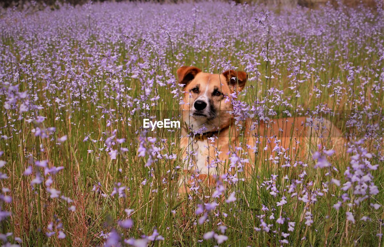 Portrait of a dog in field of flowers