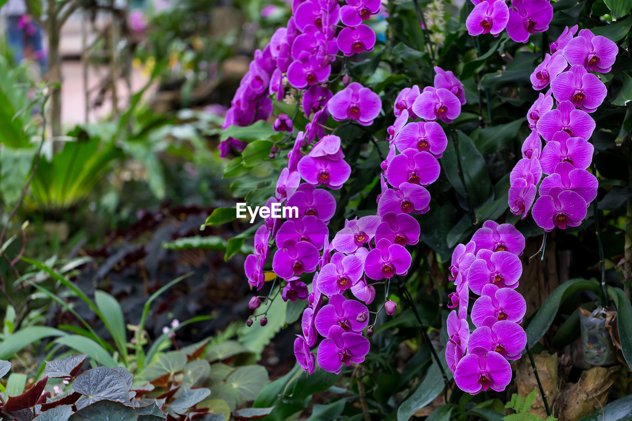 CLOSE-UP OF FRESH PURPLE FLOWERS IN BLOOM