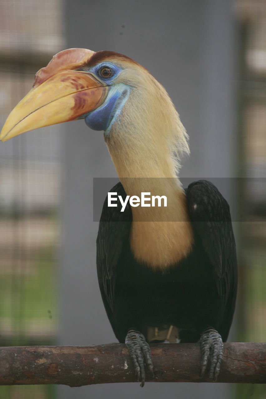 CLOSE-UP OF BIRD PERCHING ON A PIPE