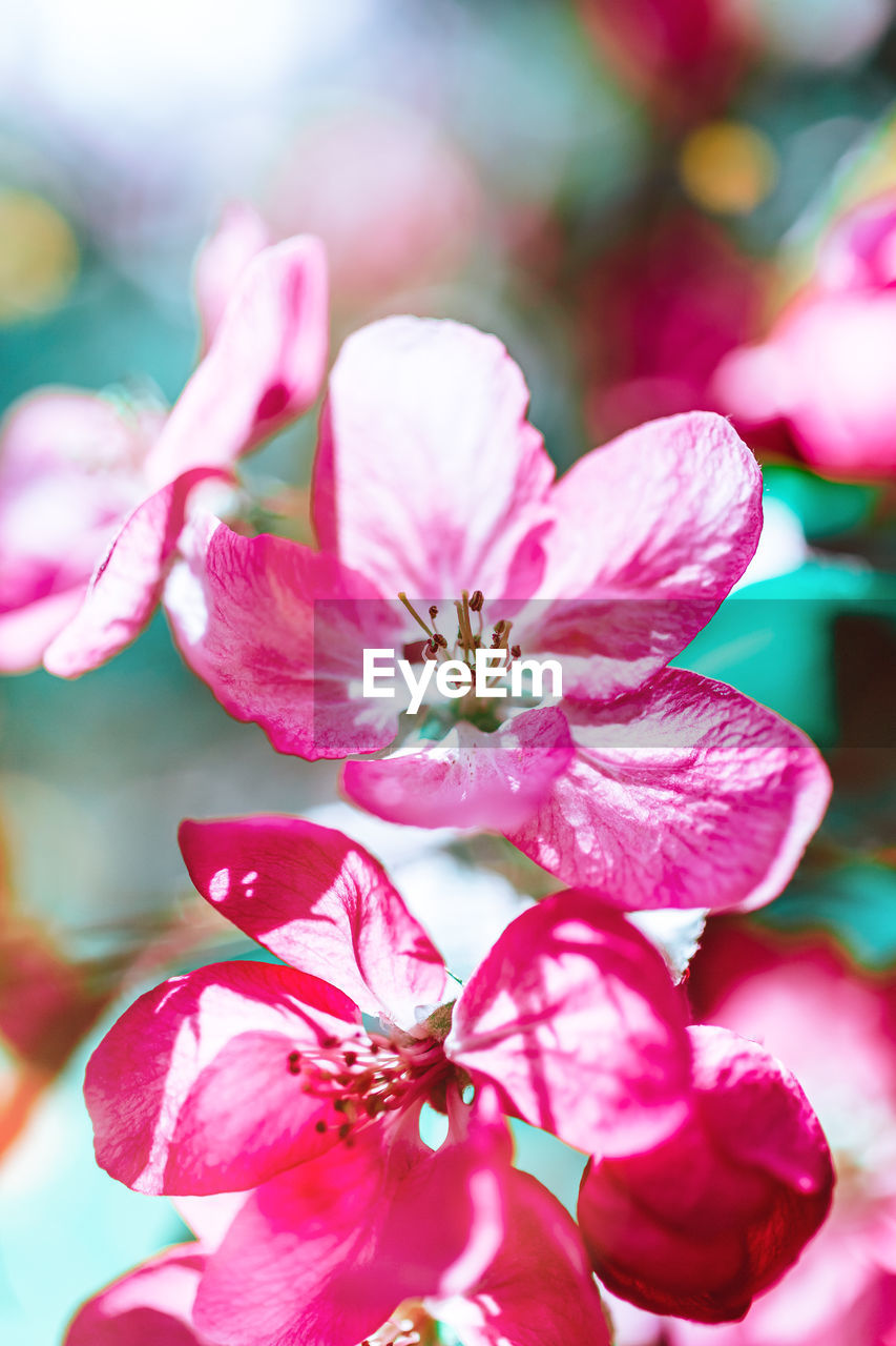 CLOSE-UP OF PINK FLOWERS