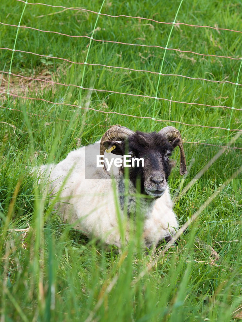 PORTRAIT OF A DOG ON GRASS