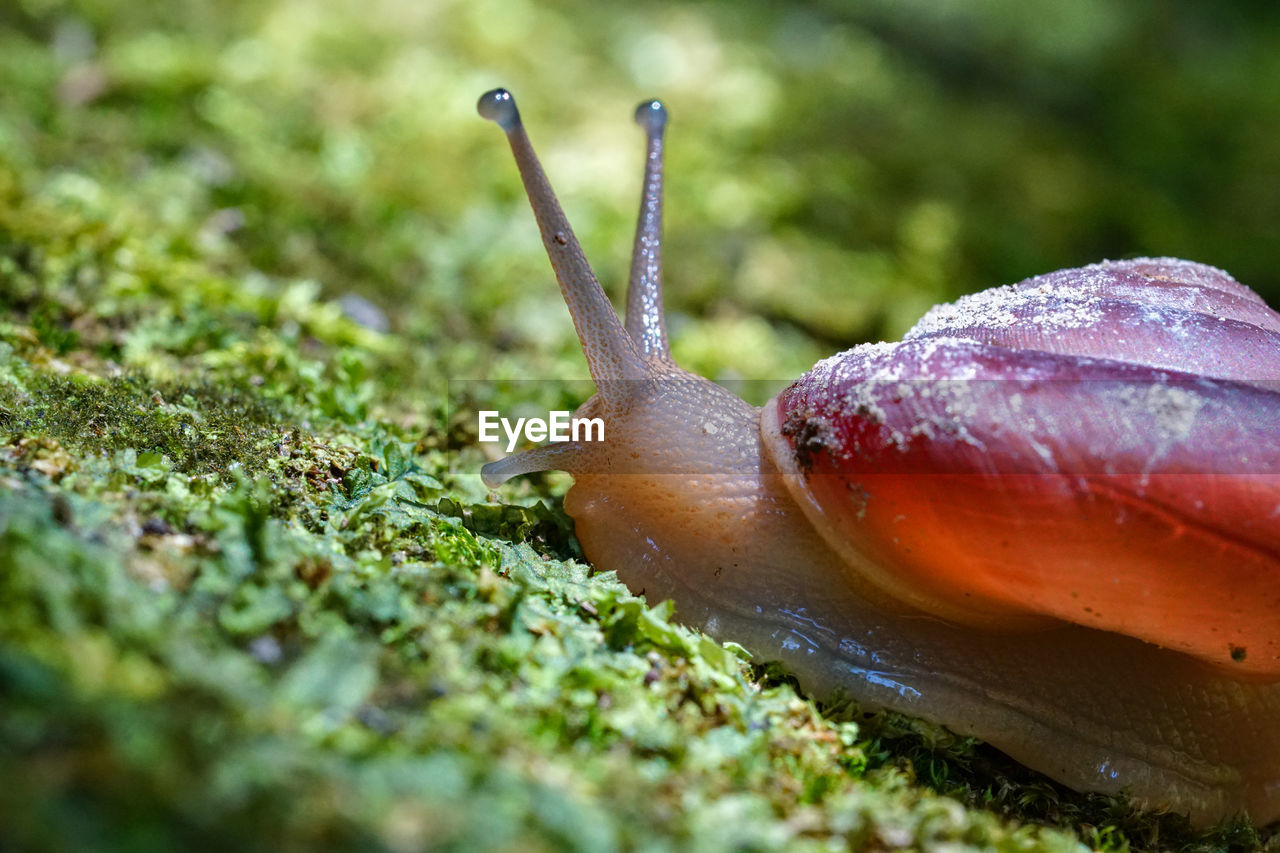 CLOSE-UP OF SNAIL ON A SURFACE