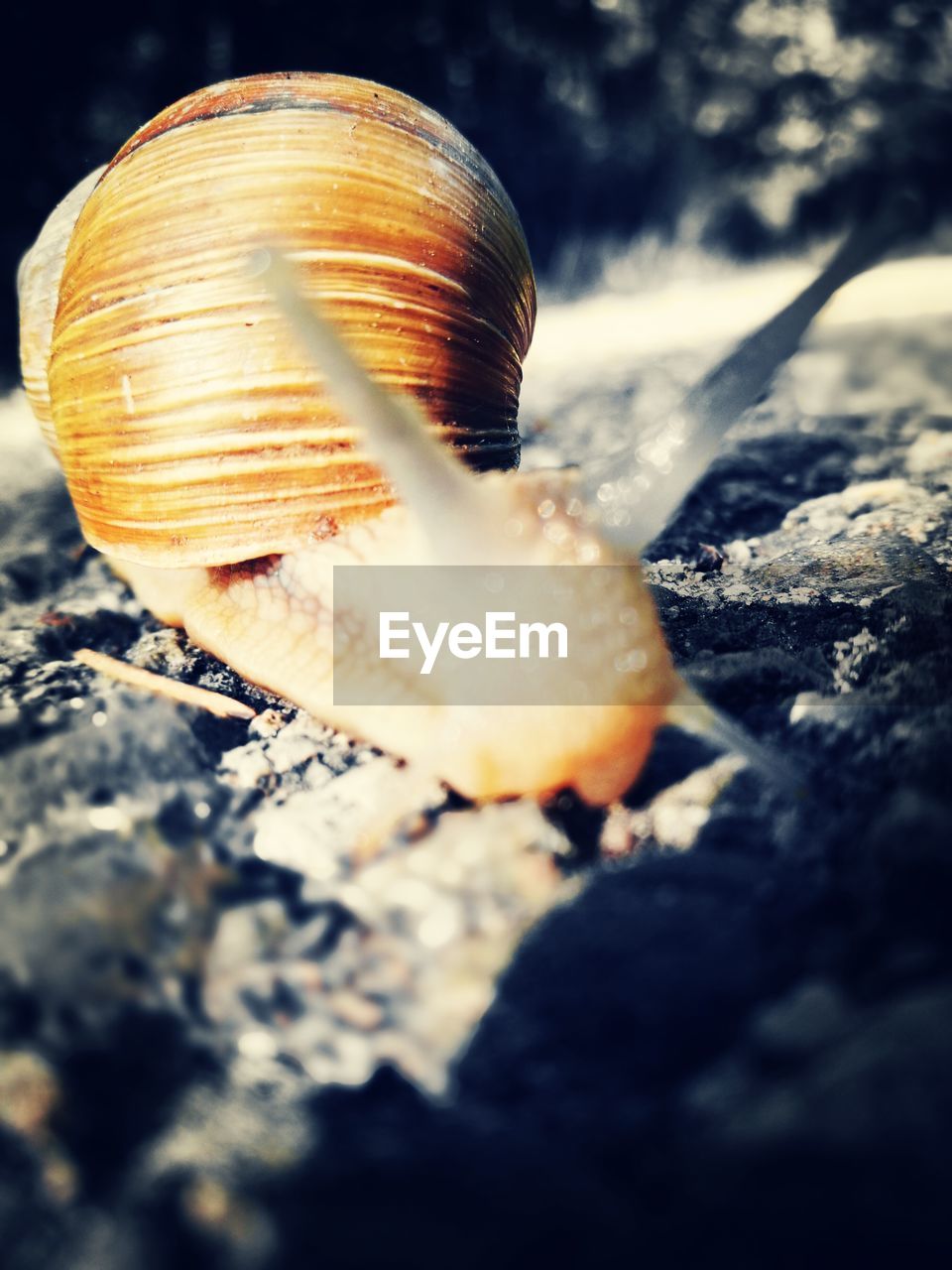 CLOSE-UP OF SNAIL ON ROCKS