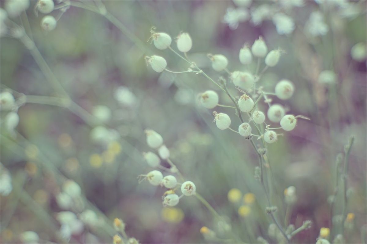 Close-up of buds against blurred background