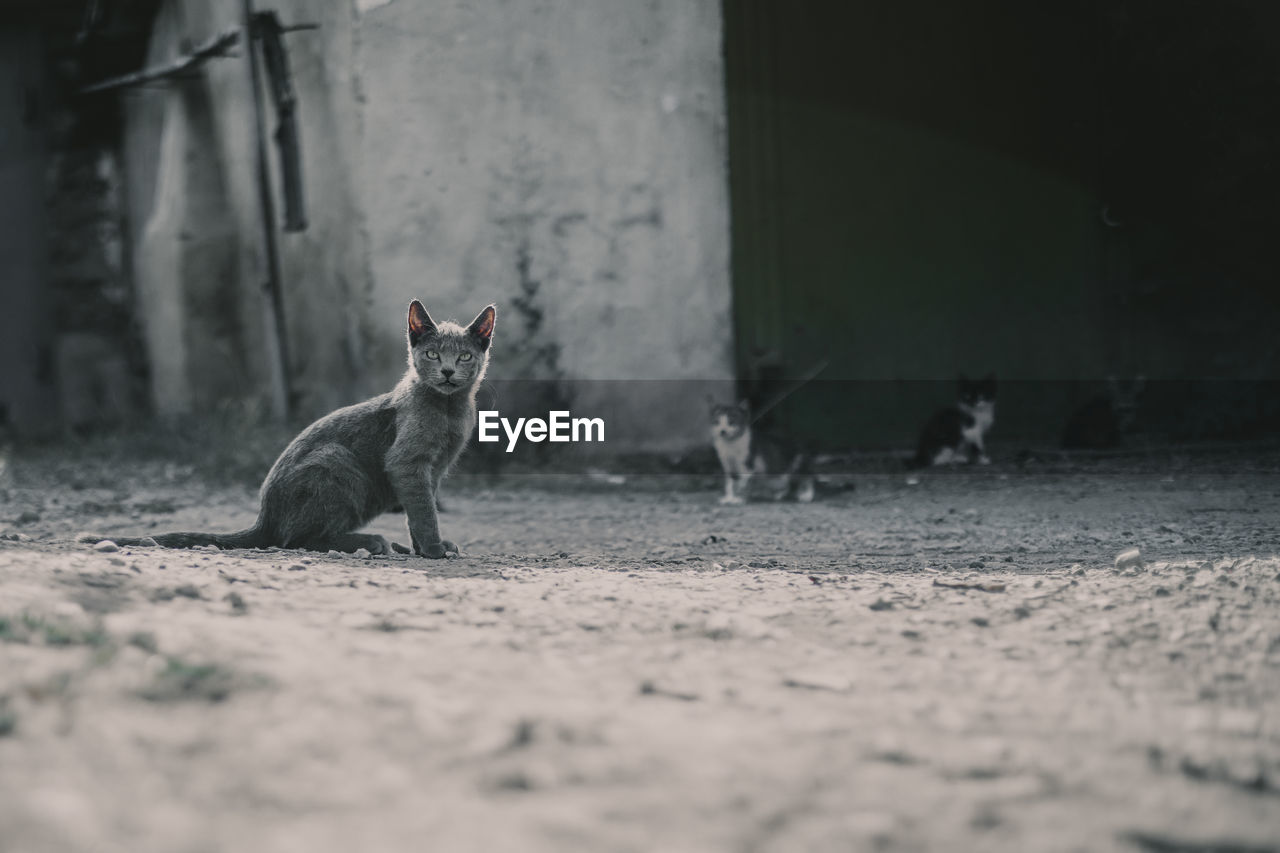Homeless cats on the street
