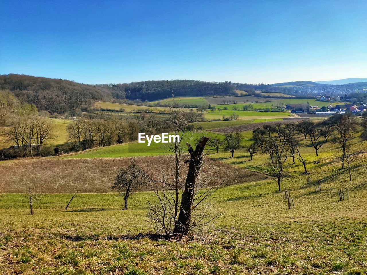 Scenic view of agricultural field against sky