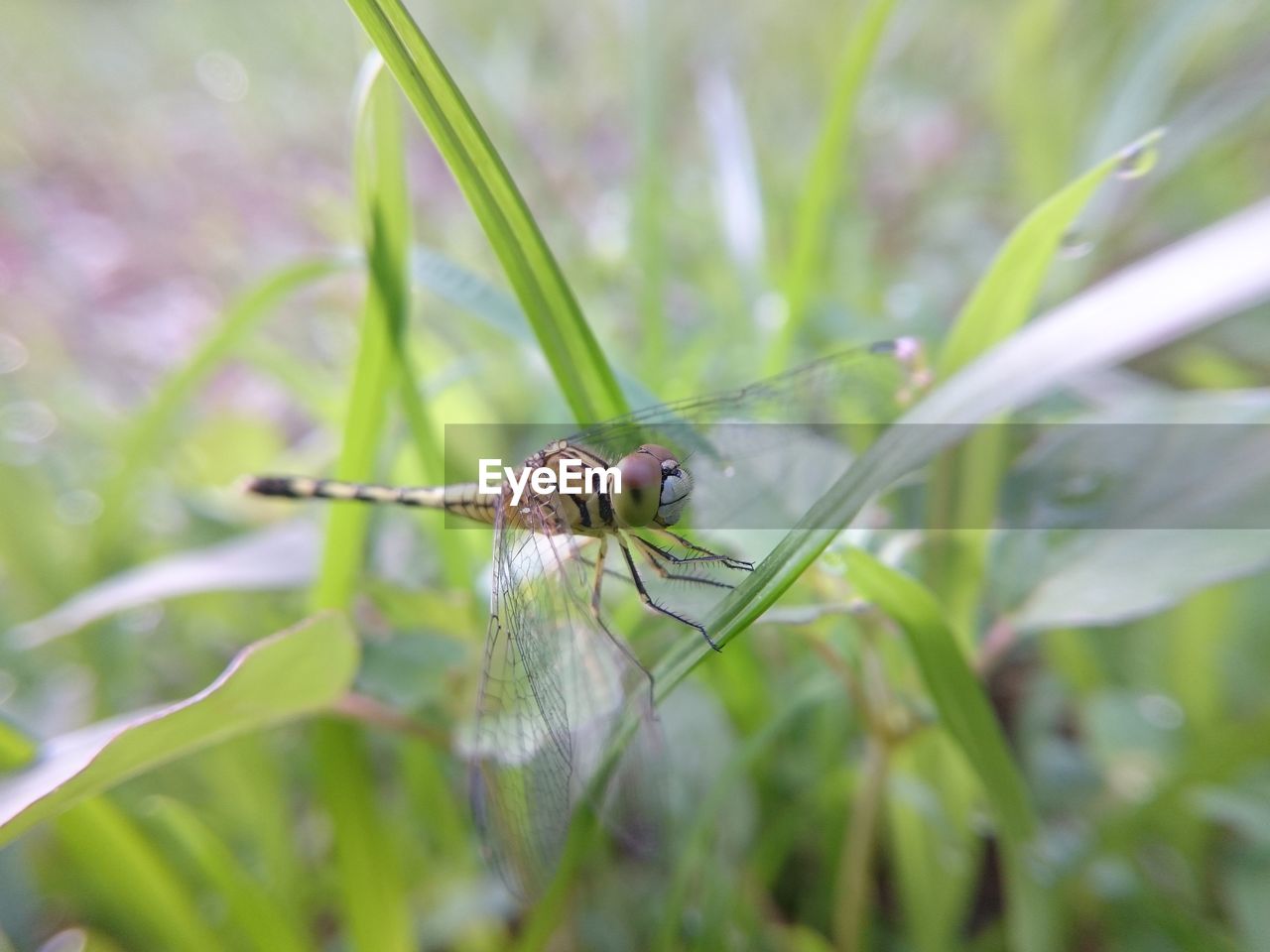 Close-up of butterfly on blade of grass