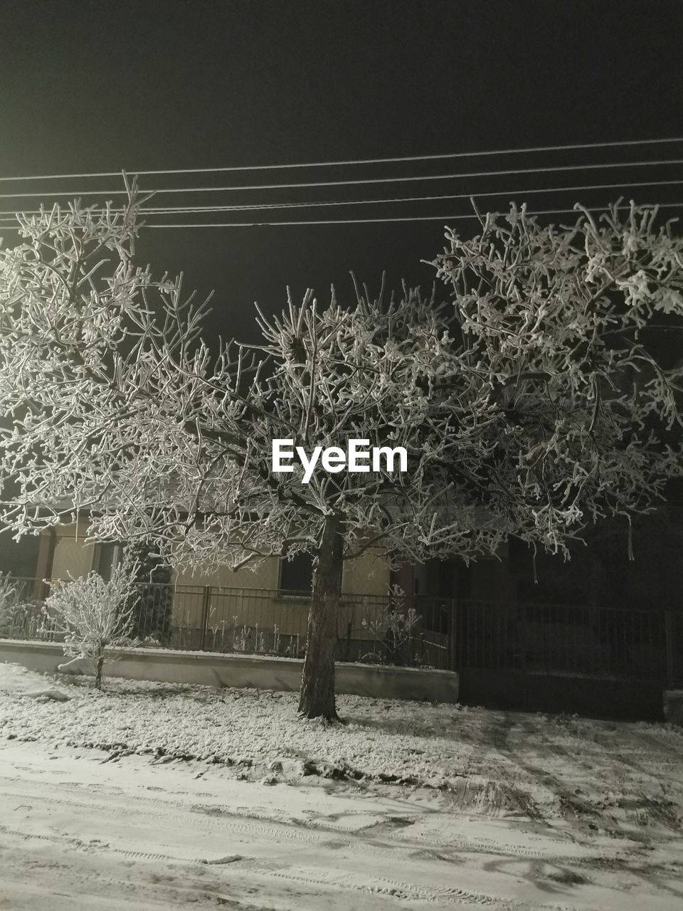 PLANTS AND TREES BY SNOW COVERED BUILDING