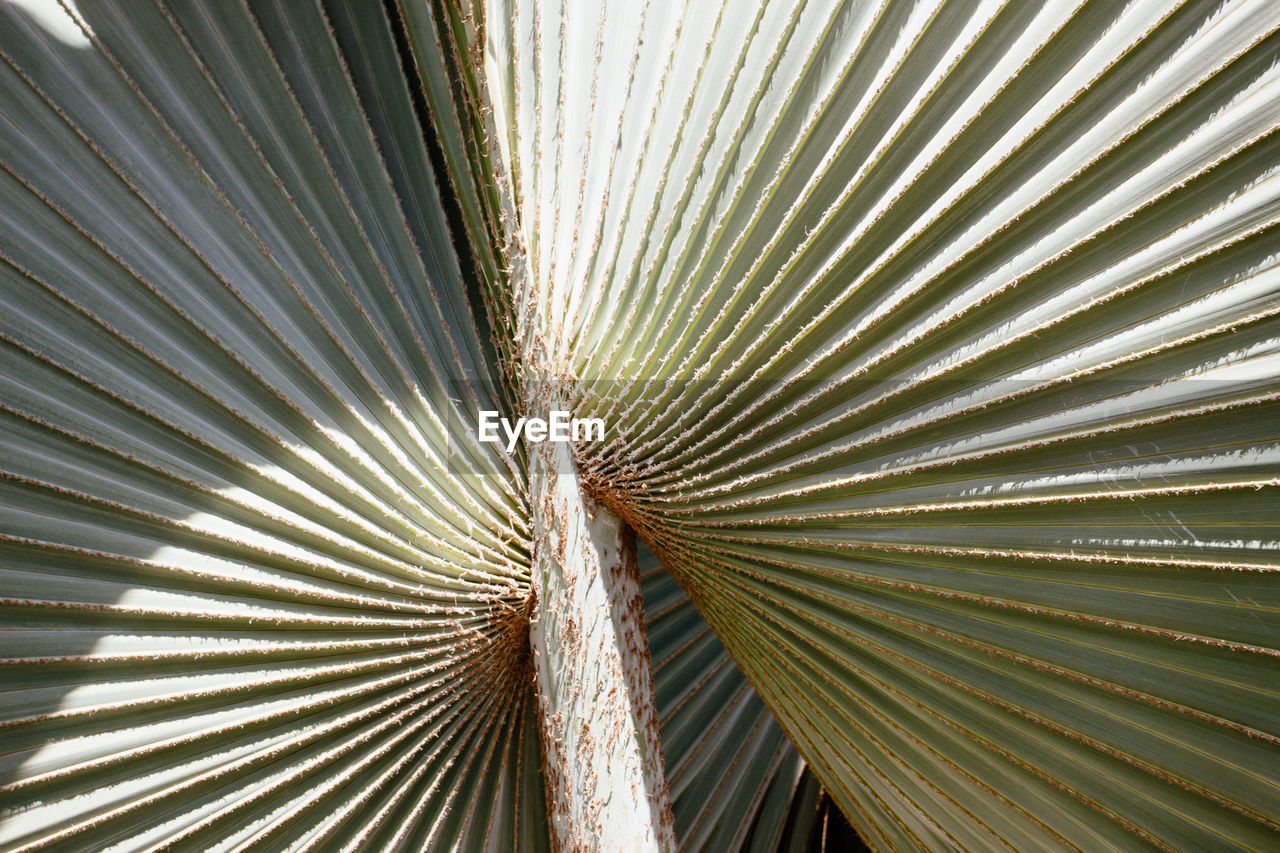 Full frame shot of palm leaves