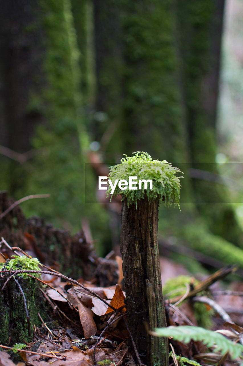 CLOSE-UP OF LICHEN GROWING ON TREE TRUNK