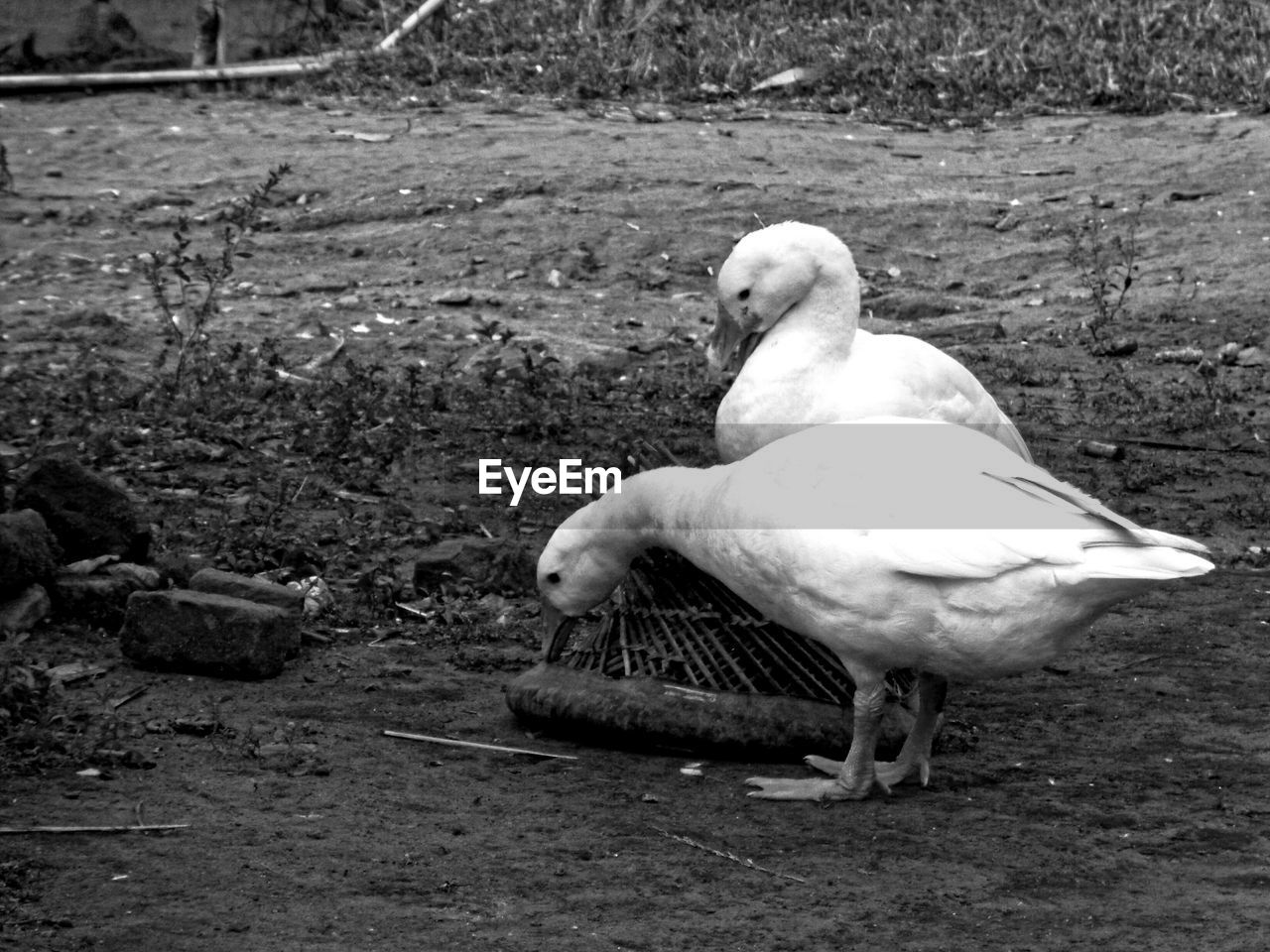 CLOSE-UP OF WHITE BIRD ON ROCK