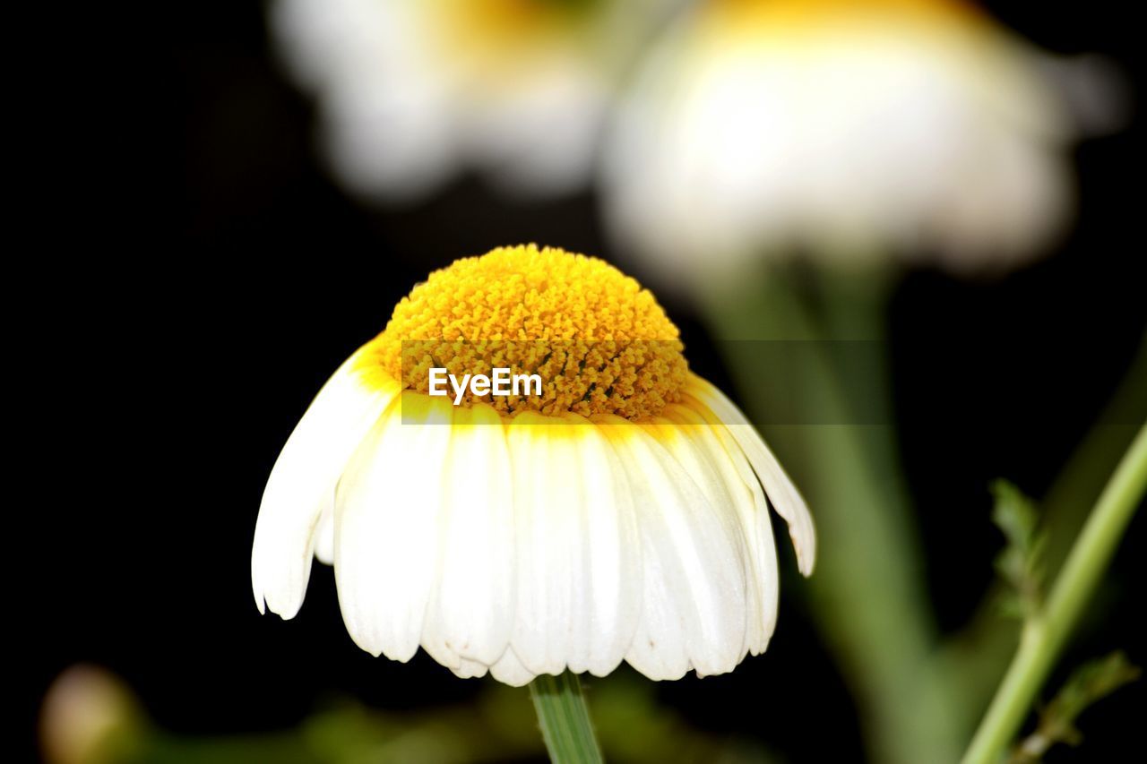 CLOSE-UP OF YELLOW FLOWER