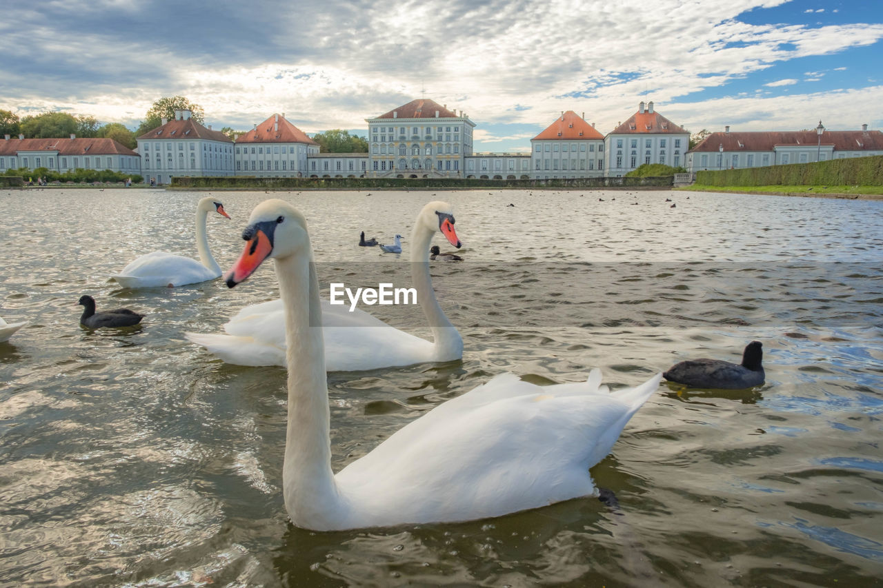 SWAN FLOATING IN LAKE