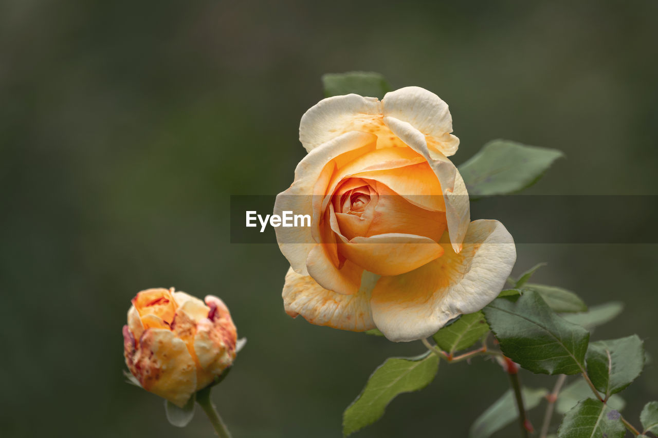 Close-up of rose plant