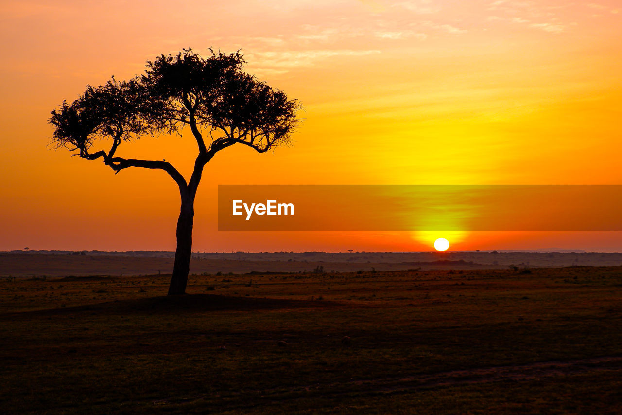 Sunrise behind an iconic acacia tree in the maasai mara