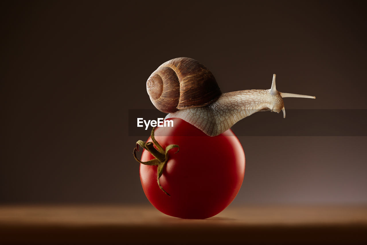 Close-up of snail on tomato over table