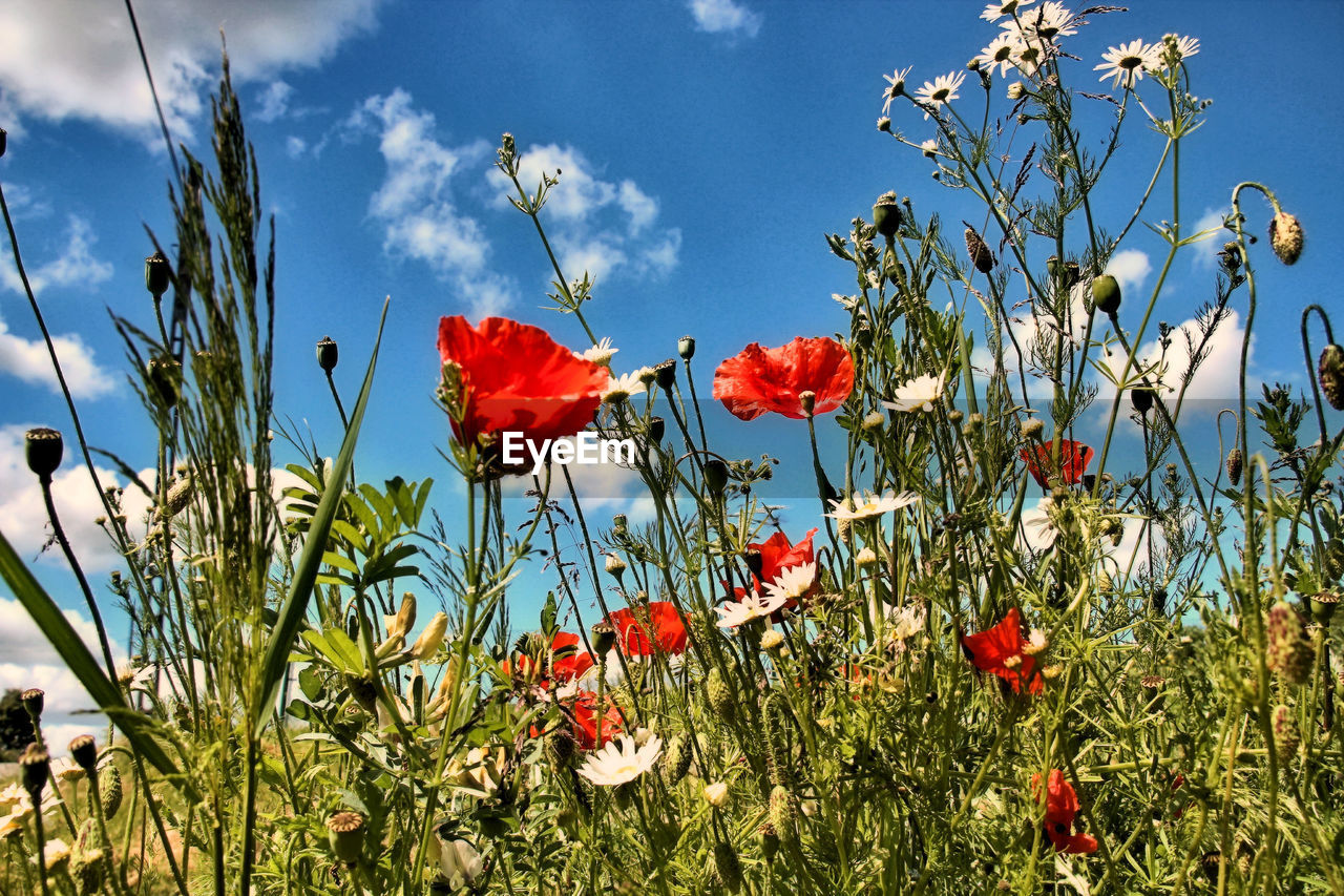 CLOSE-UP OF RED POPPY FLOWERS BLOOMING ON FIELD