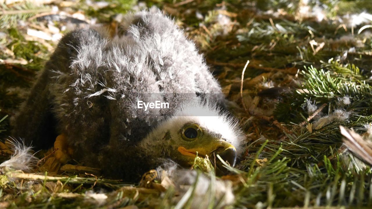 Close-up of baby bird in nest