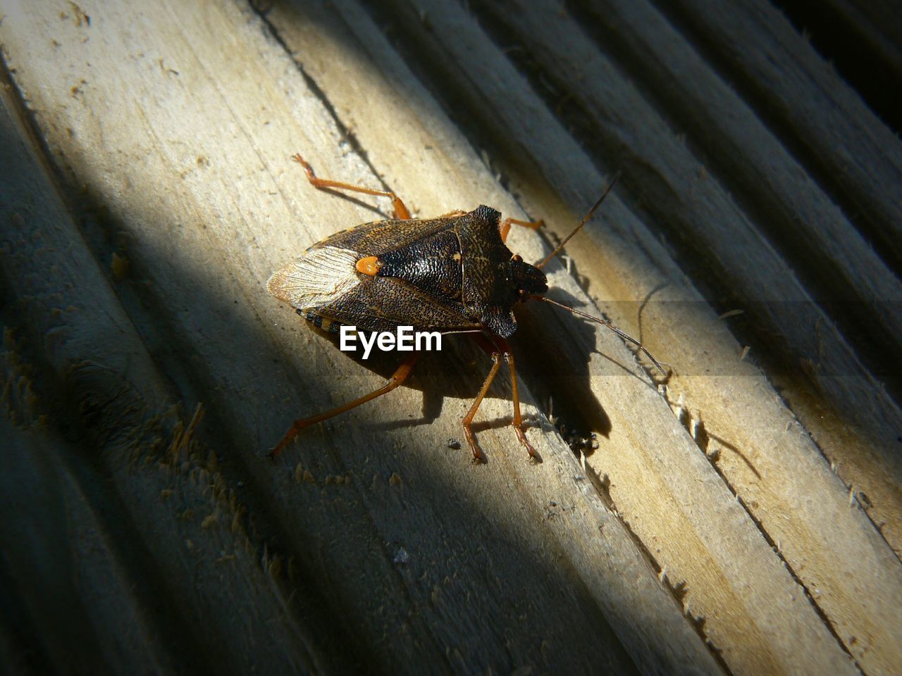 Close-up of bug on wood