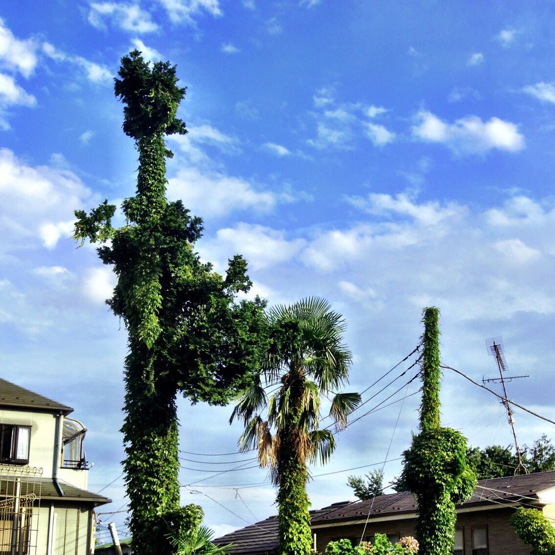 LOW ANGLE VIEW OF TREES AGAINST CLOUDY SKY