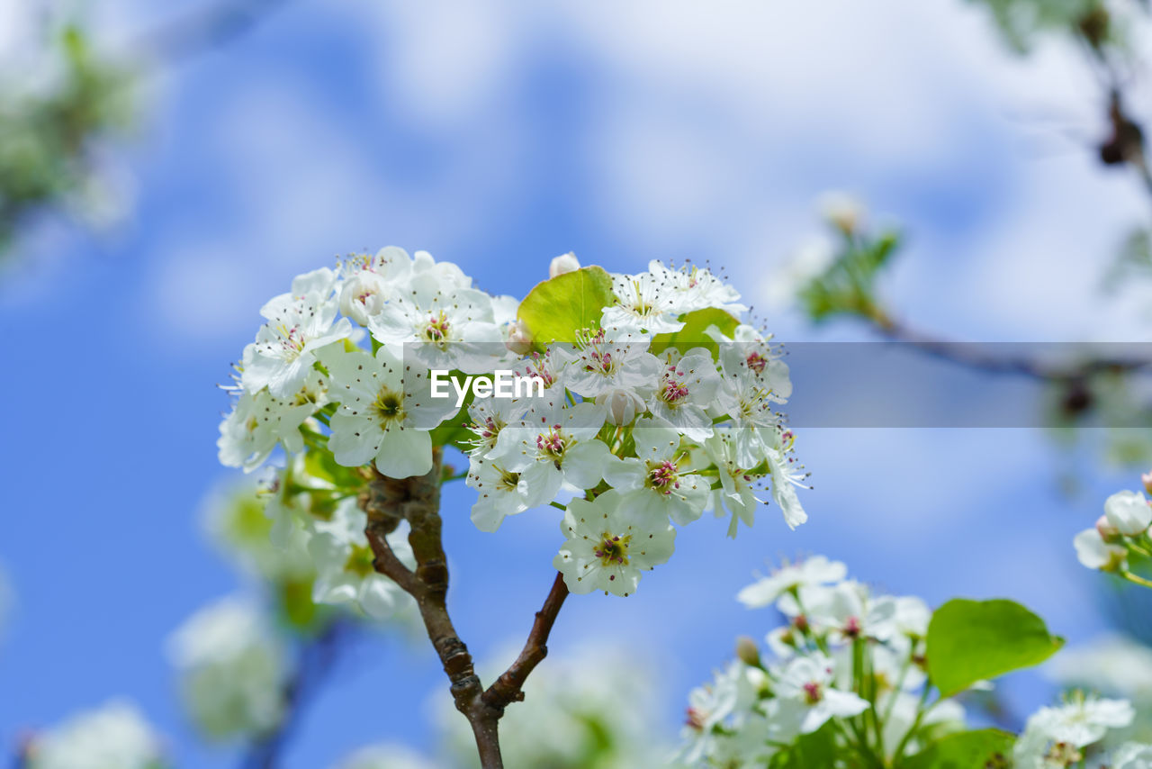 Close-up of white flowering plant against sky