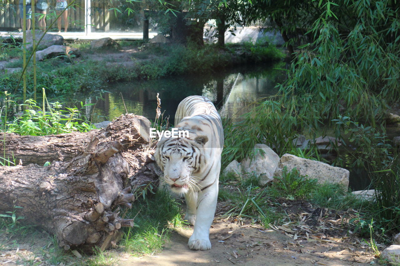 VIEW OF TIGER