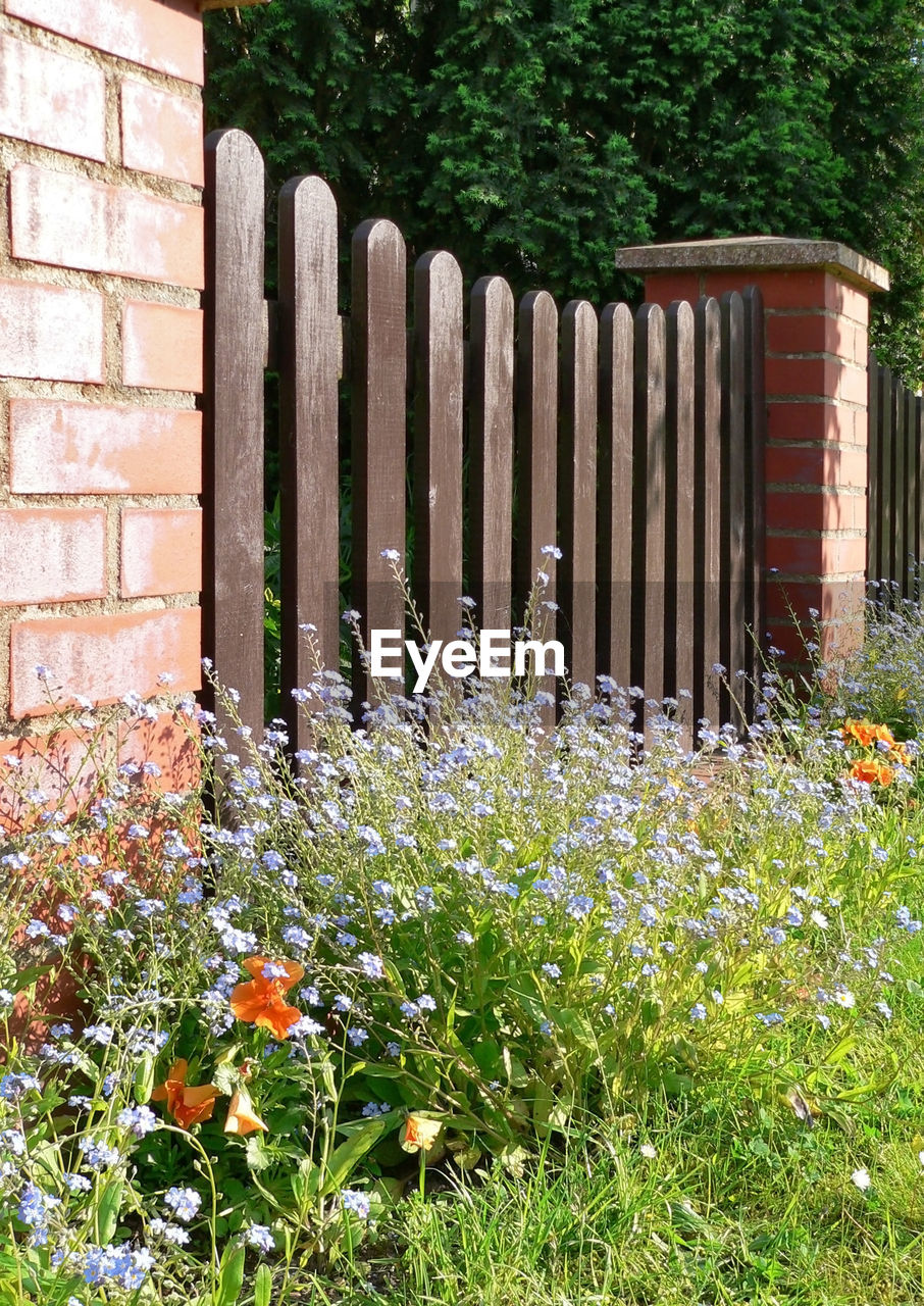 FLOWERS GROWING ON FIELD