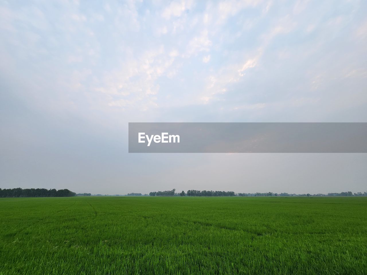 sky, environment, horizon, landscape, field, plain, grassland, land, plant, cloud, agriculture, rural scene, nature, green, beauty in nature, prairie, grass, scenics - nature, growth, pasture, tranquility, meadow, crop, natural environment, no people, rural area, sunlight, paddy field, cereal plant, farm, outdoors, morning, tranquil scene, food and drink, social issues, day, food, hill, steppe, horizon over land, environmental conservation, freshness, non-urban scene