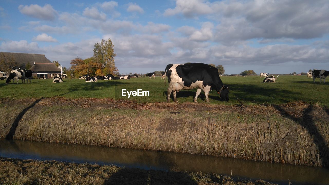 COWS ON FIELD AGAINST SKY