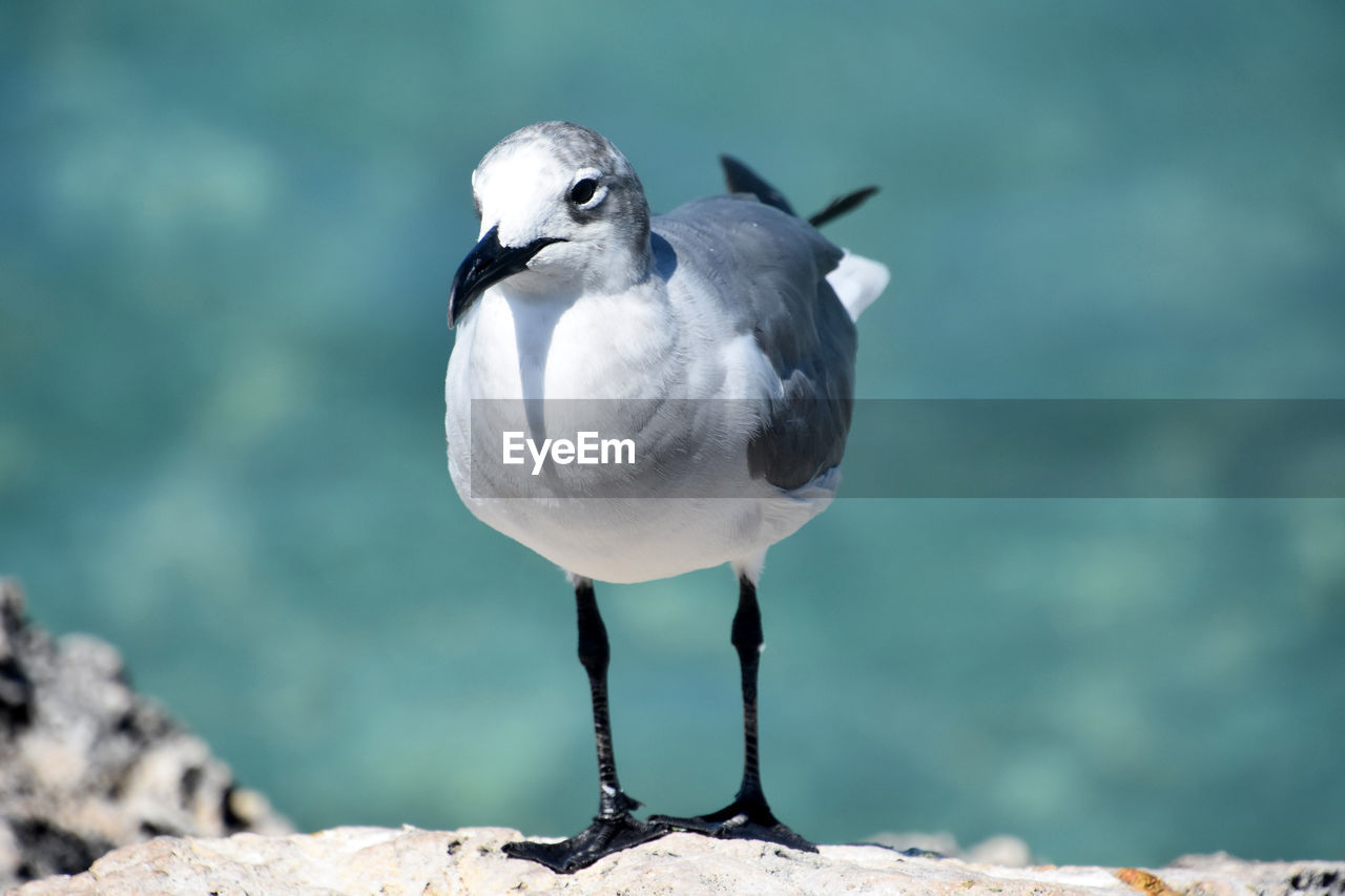 Close up and personal with a laughing gull along the aruban coast.