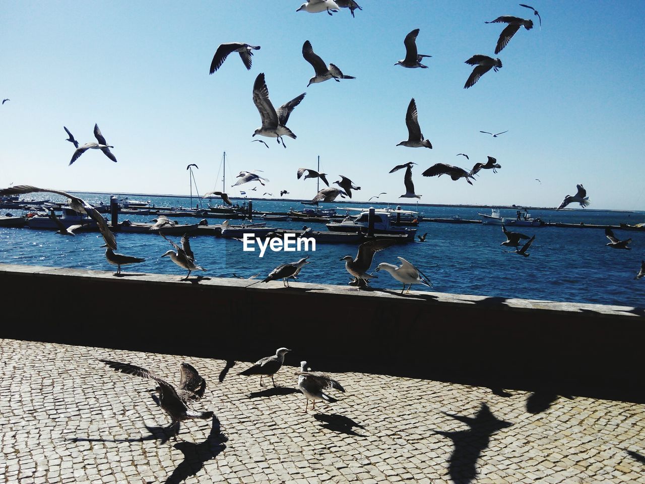 FLOCK OF SEAGULLS FLYING OVER SEA