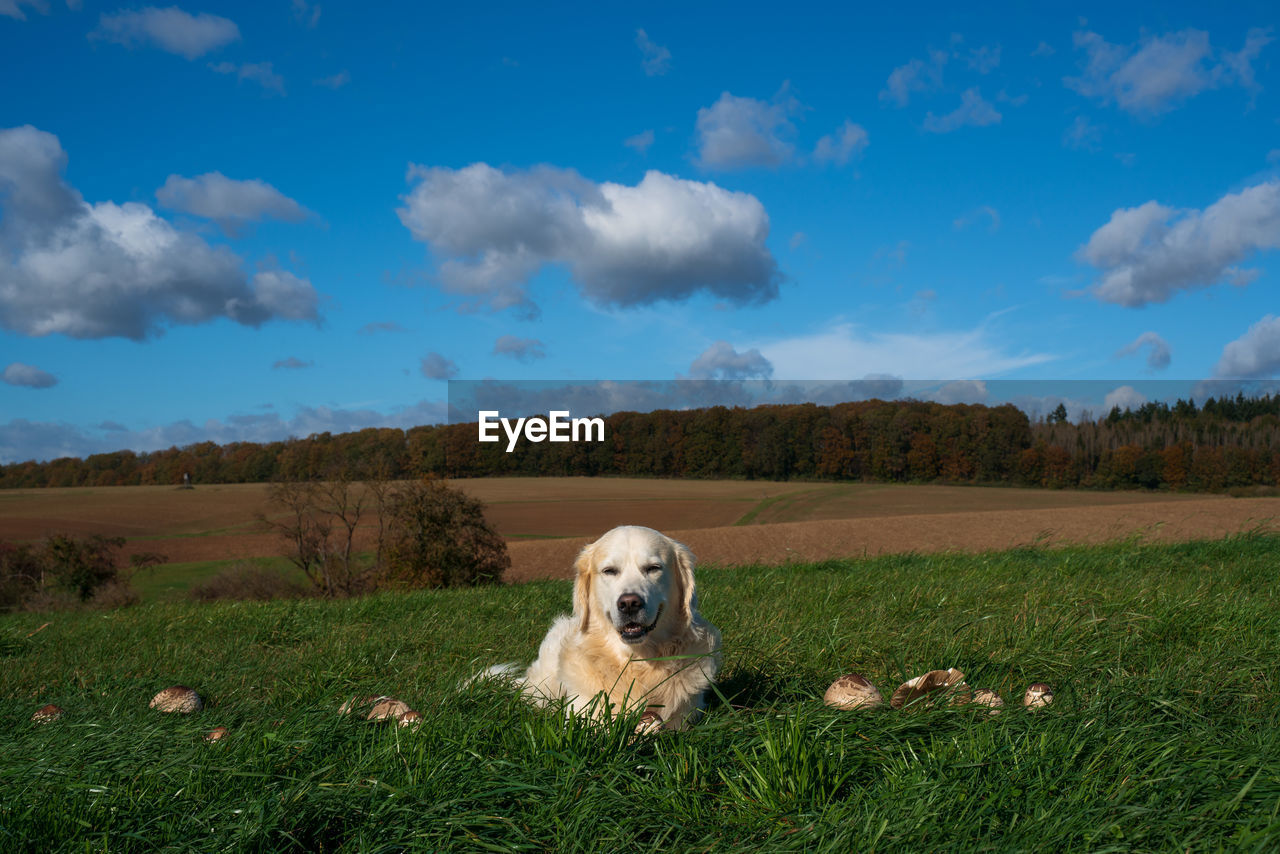 Dog looking away on field