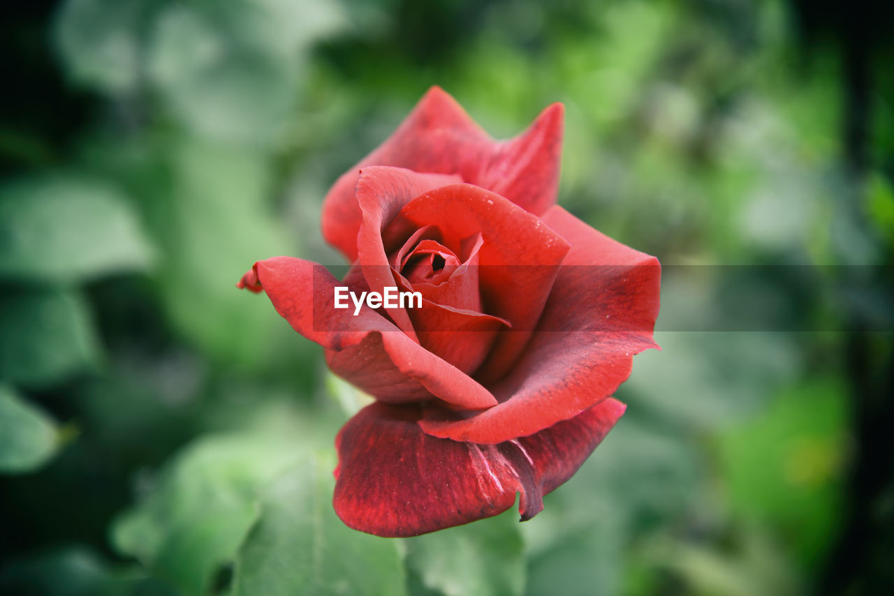 Garden roses with focus in foreground