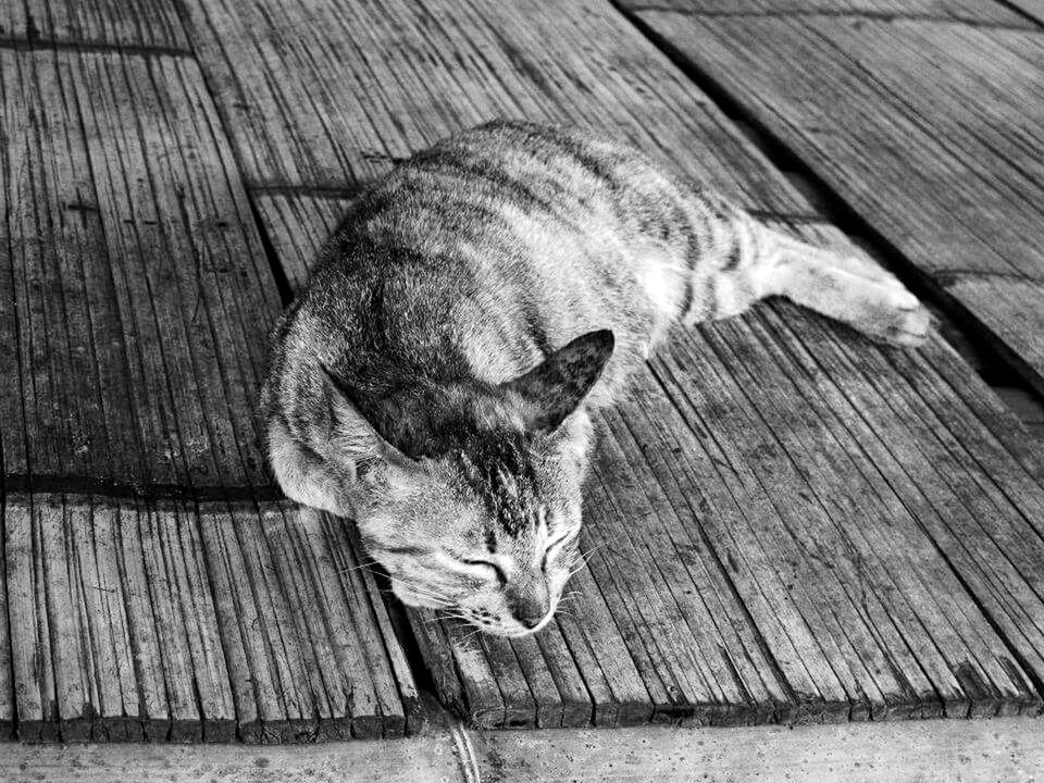CAT RESTING ON WOODEN FLOOR