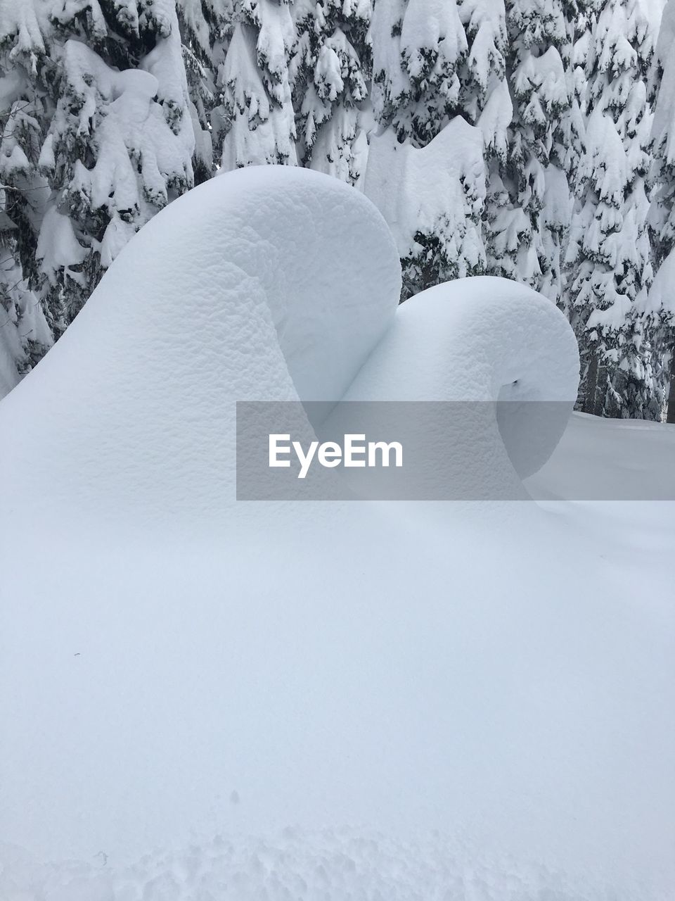 Close-up of snow in forest