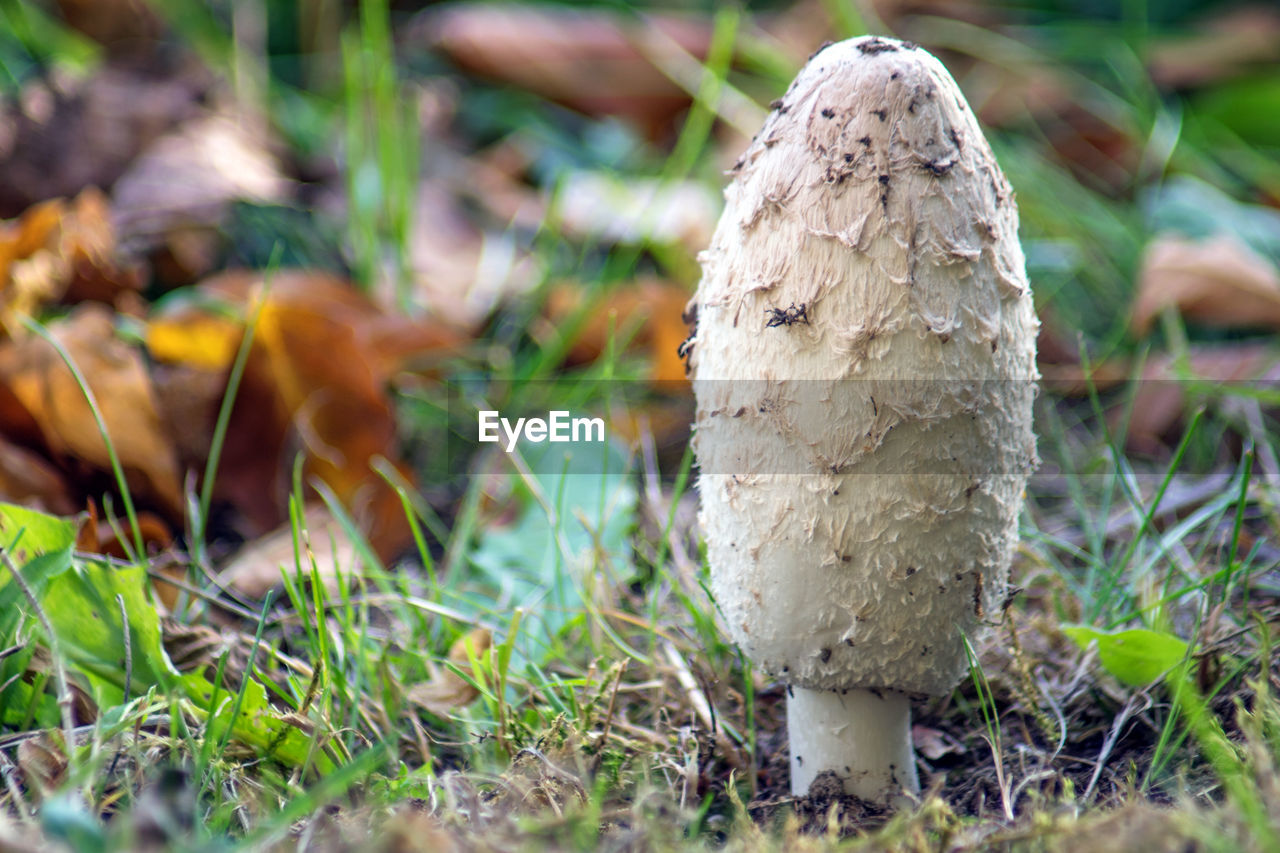 CLOSE-UP OF MUSHROOMS ON FIELD