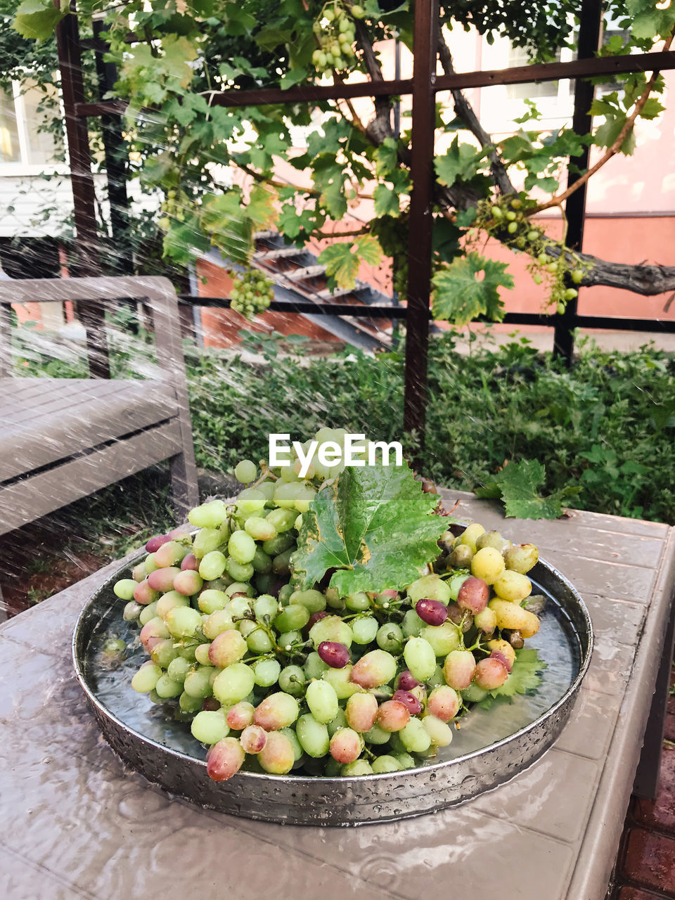 HIGH ANGLE VIEW OF FRUITS GROWING IN YARD