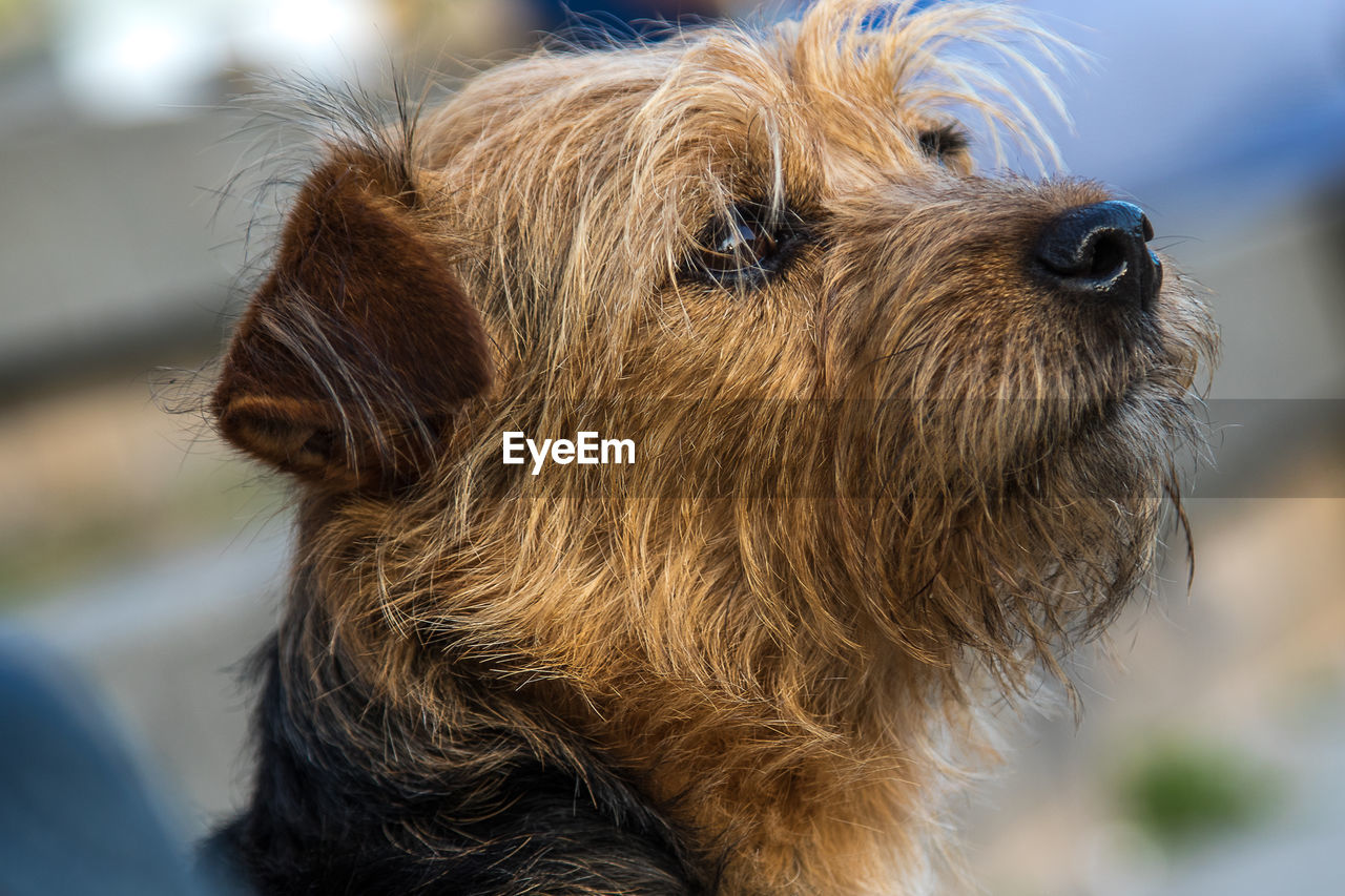 Close-up of a dog looking away