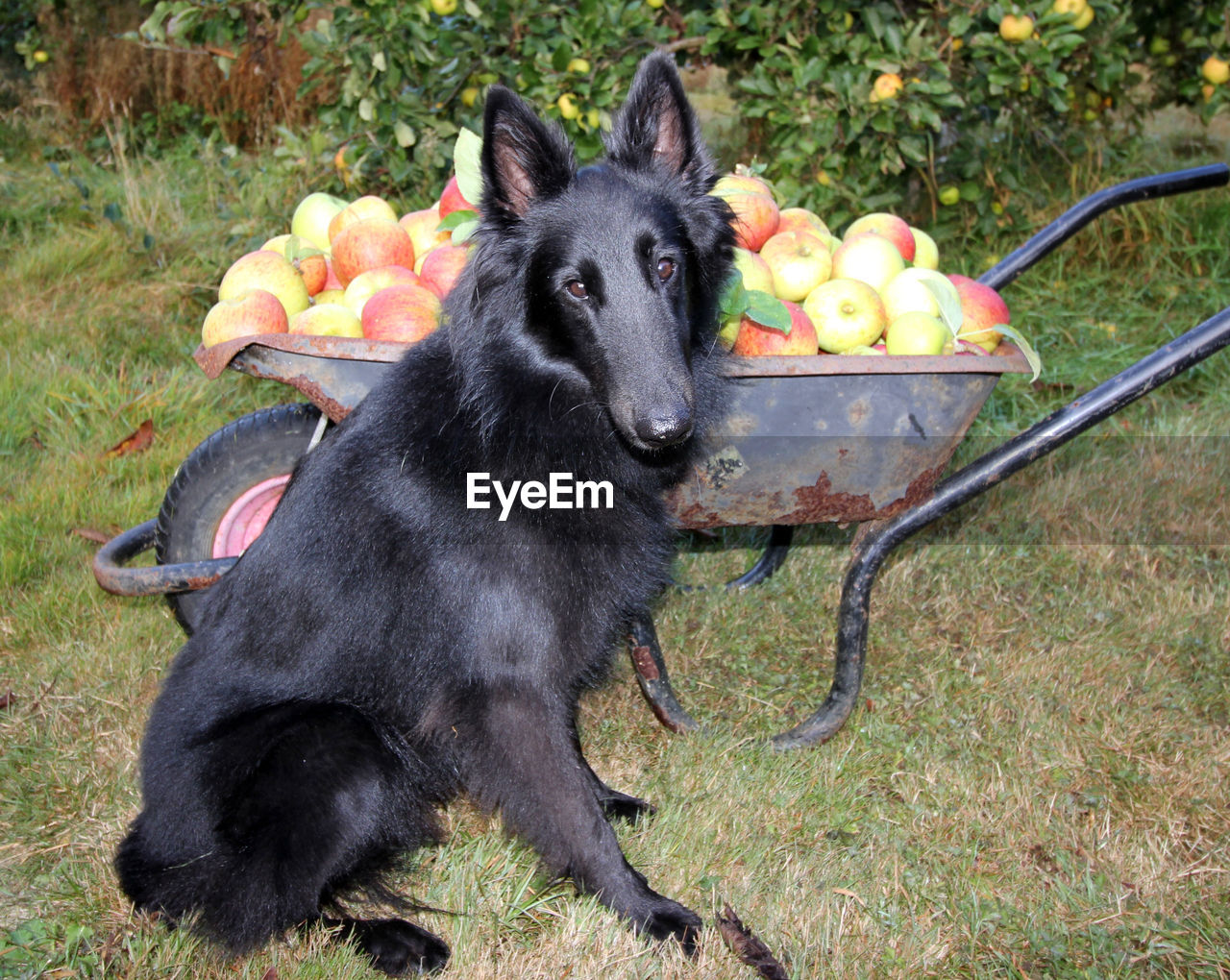 DOG STANDING ON FIELD