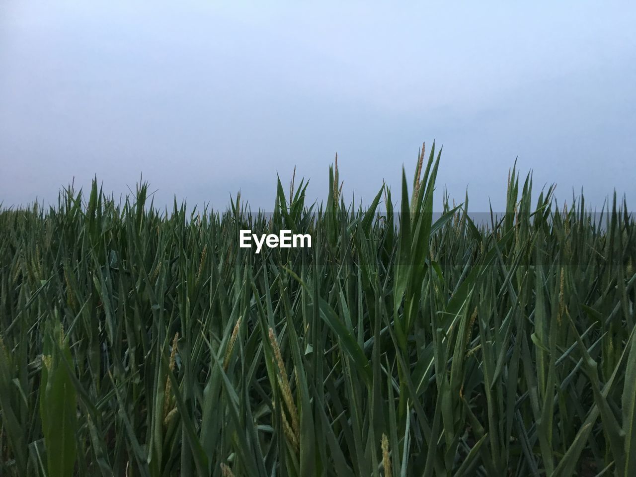 CLOSE-UP OF WHEAT FIELD