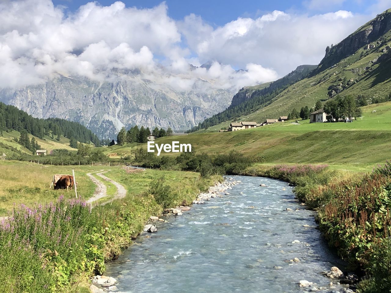 SCENIC VIEW OF GREEN LANDSCAPE