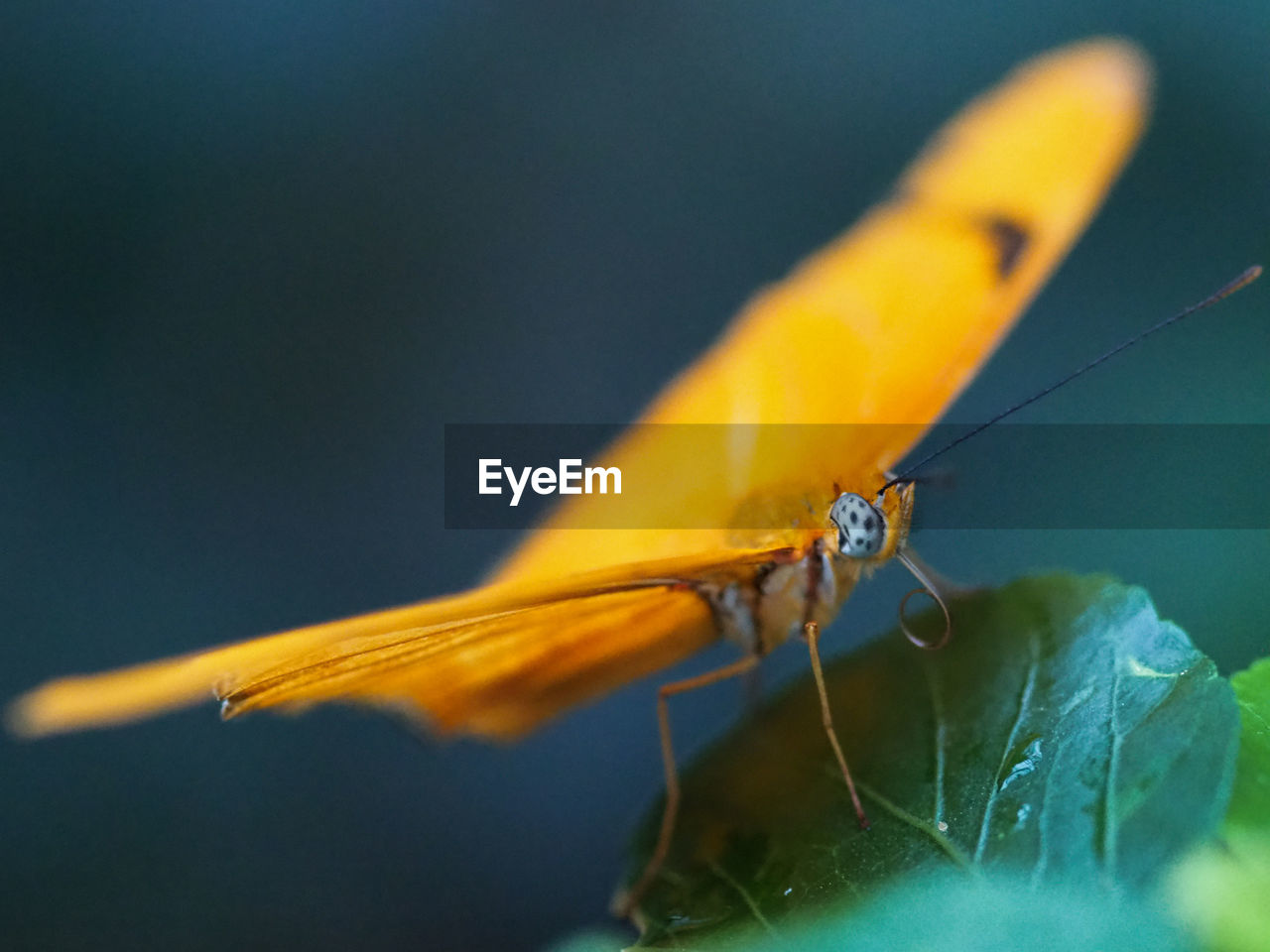 CLOSE-UP OF YELLOW INSECT ON FLOWER