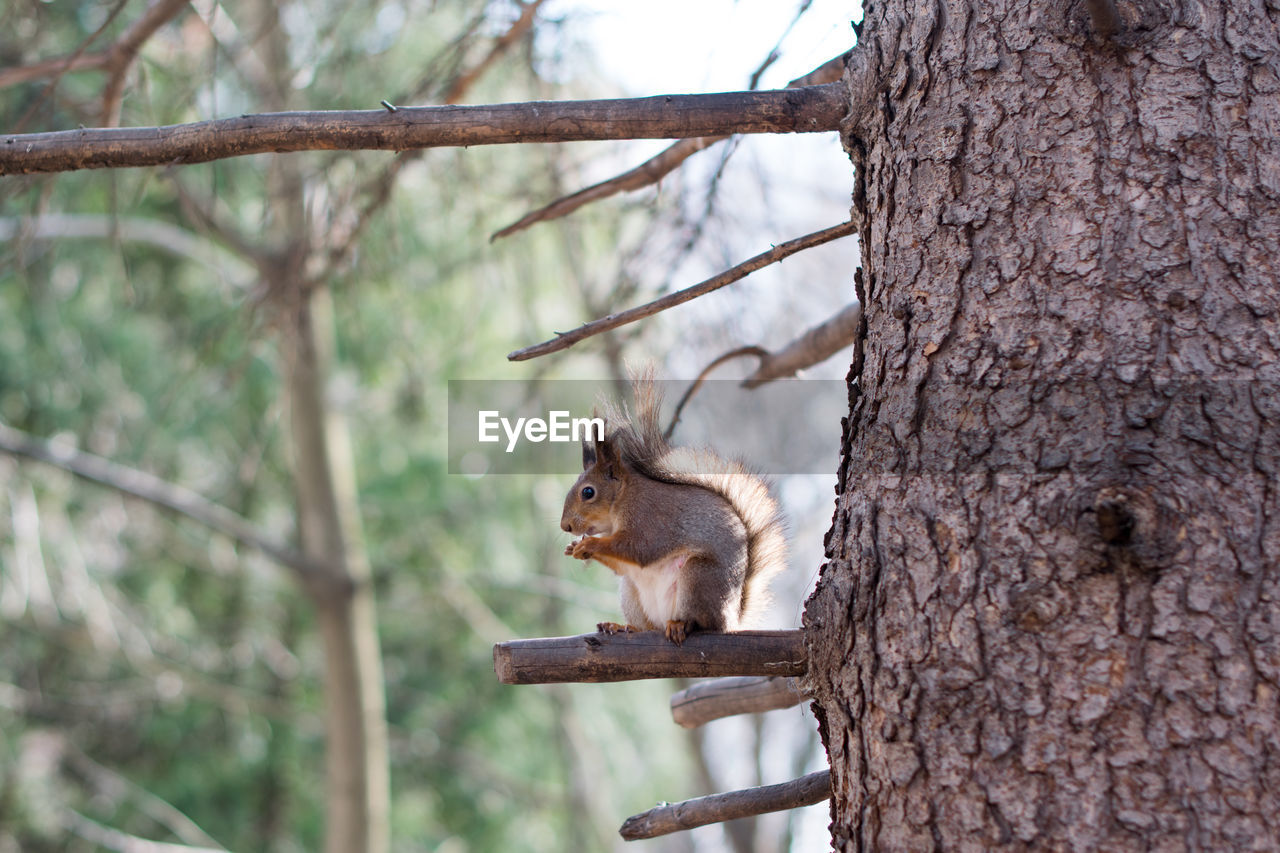 Squirrel on tree trunk