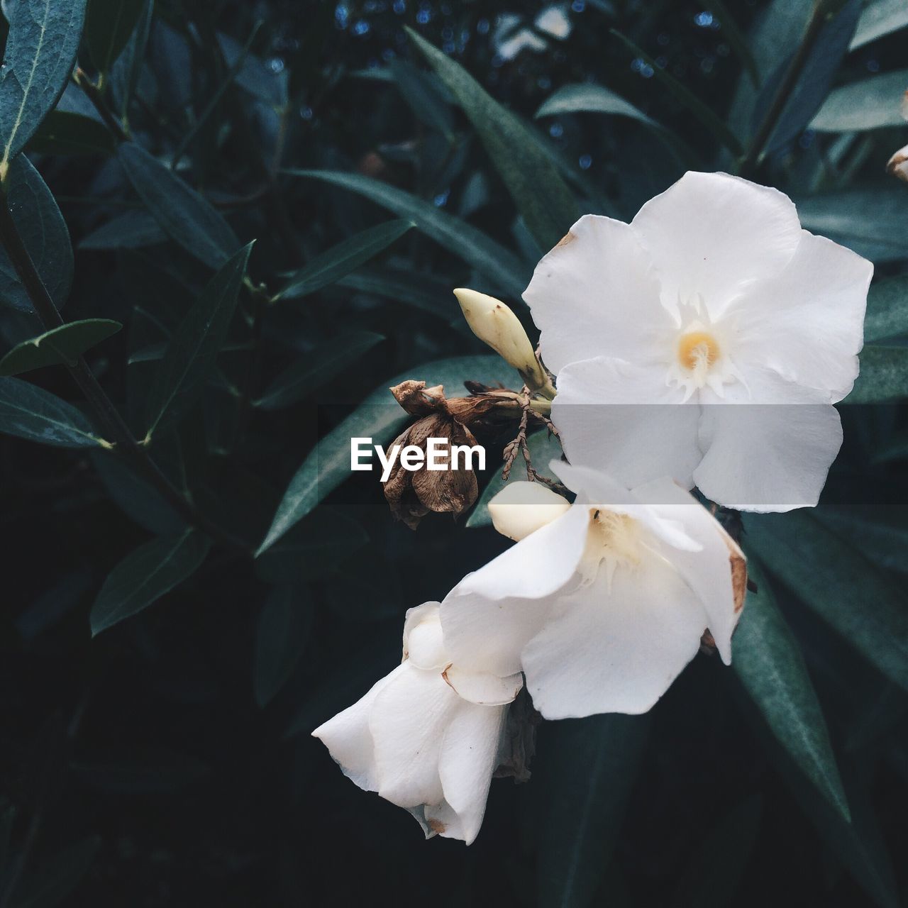 Close-up of flowers