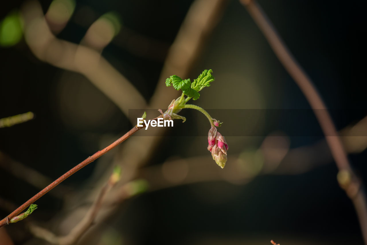 Close-up of red flowering plant